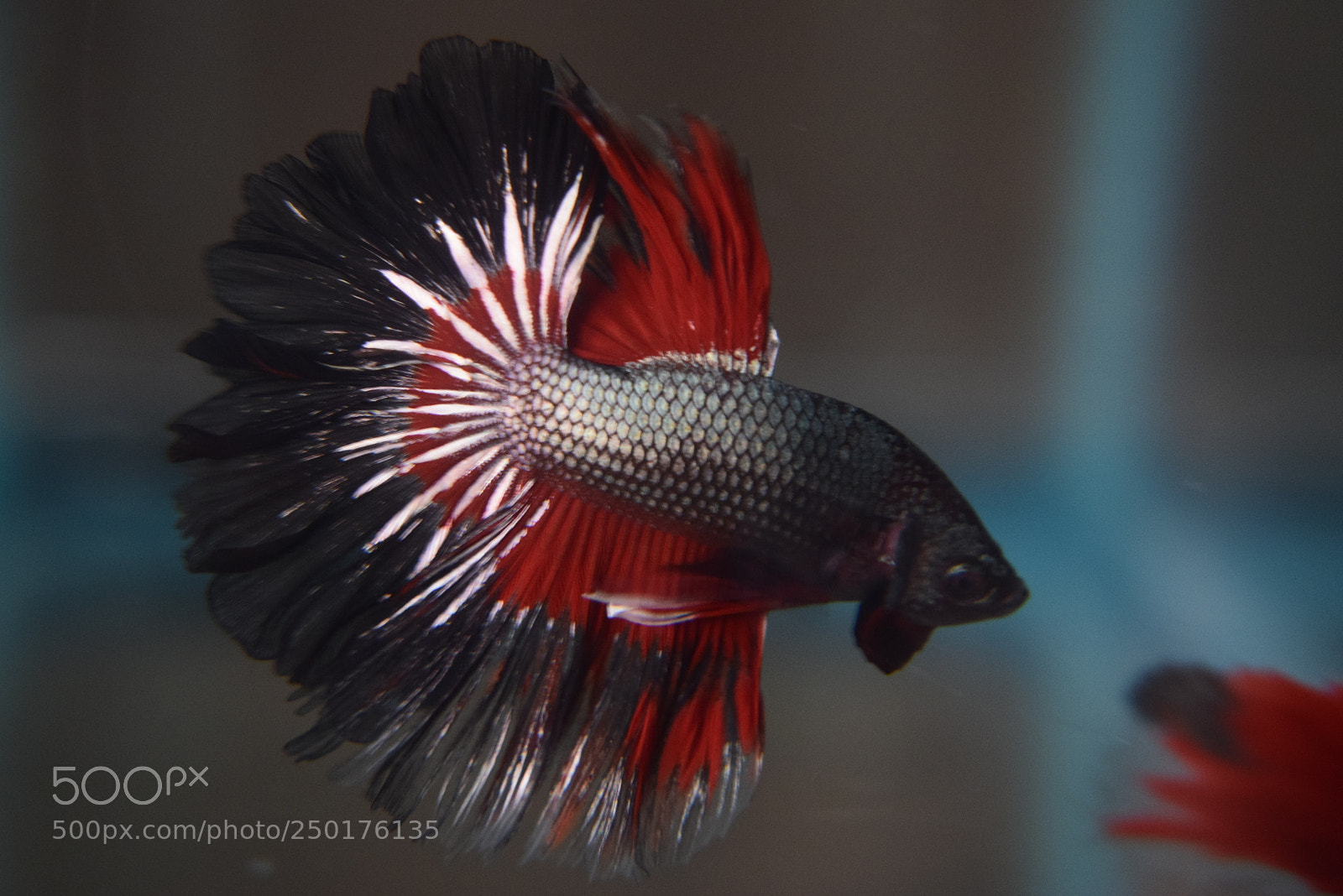 Nikon D3300 sample photo. Betta fish photography