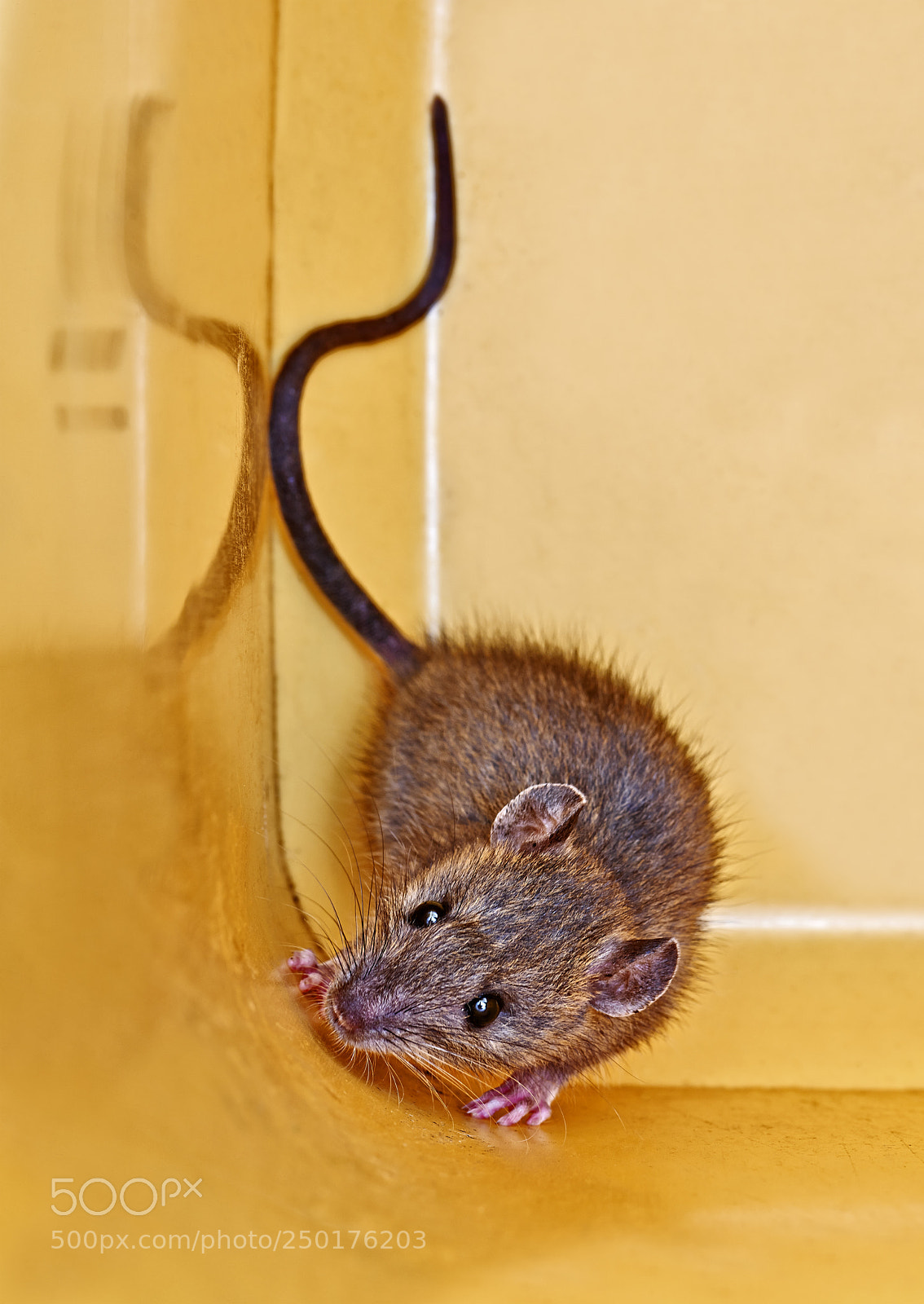 Nikon D800E sample photo. Trapped mouse robber of photography