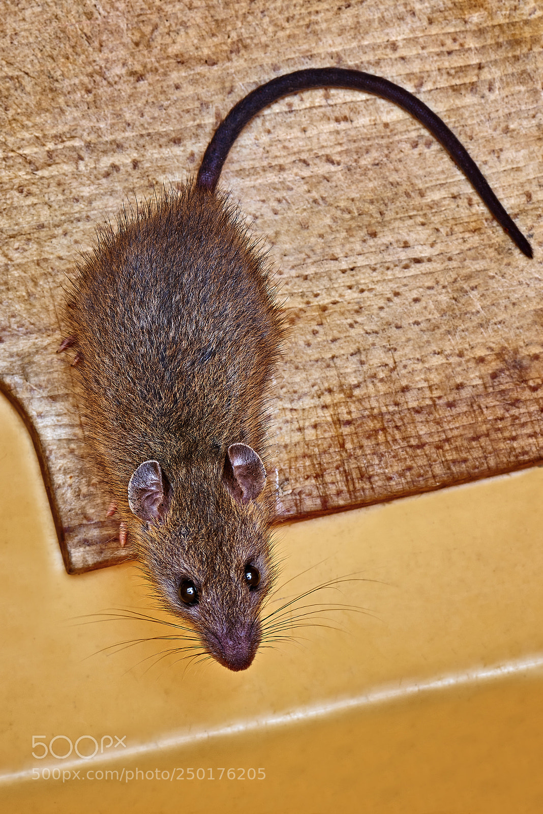 Nikon D800E sample photo. Mouse robber of cheese photography