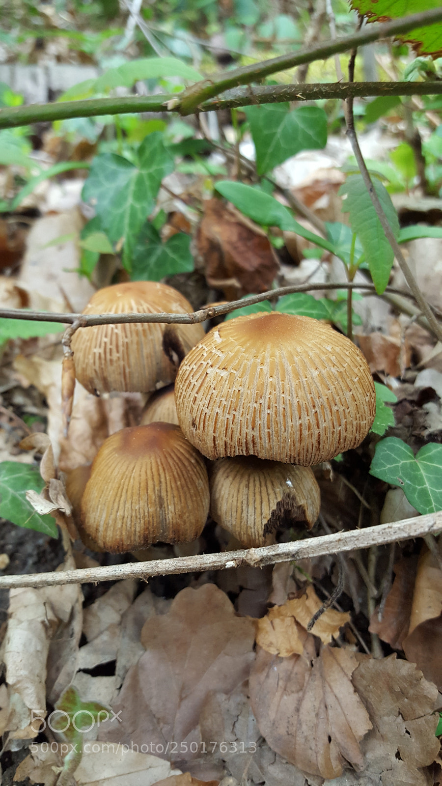 Samsung GALAXY S6 edge sample photo. Mushrooms photography