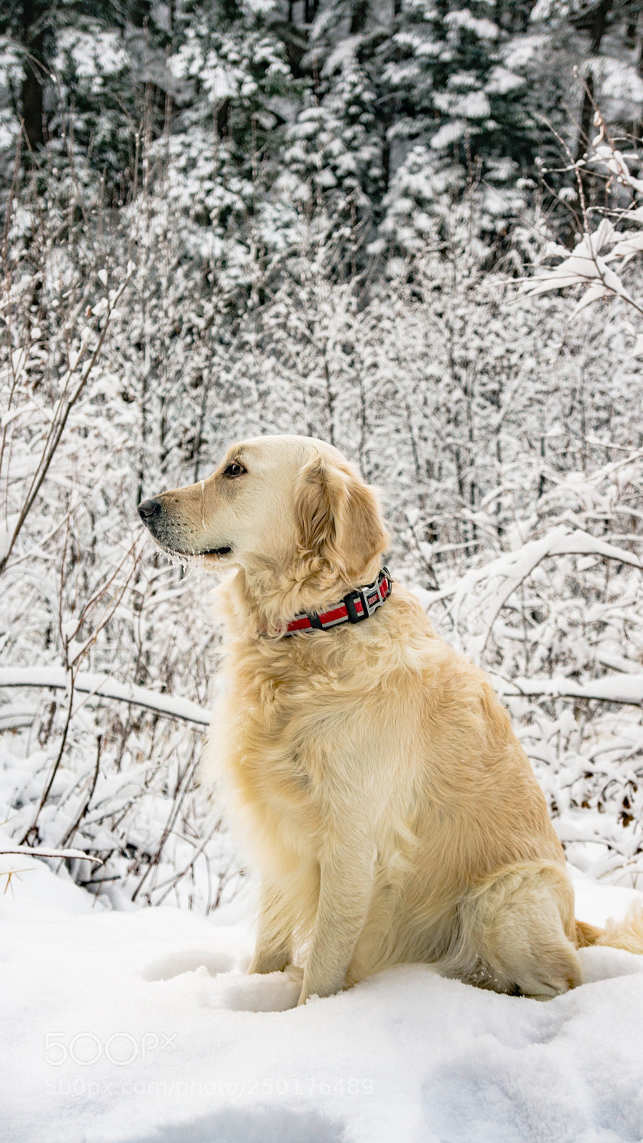 Sony Alpha NEX-5R sample photo. Grace in the snow photography