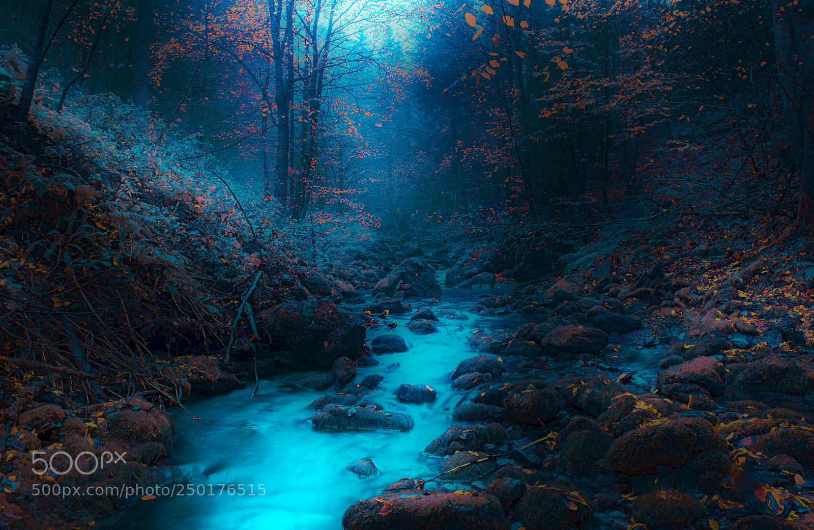 Nikon D610 sample photo. Forest scene photography