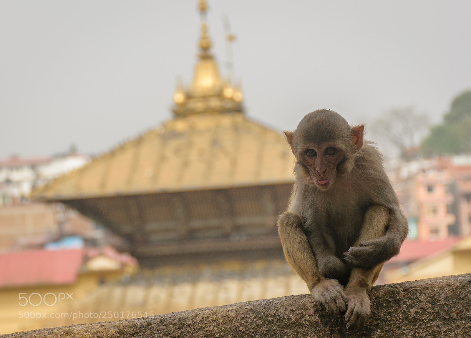 Nikon D5300 sample photo. Little monkey's expression photography