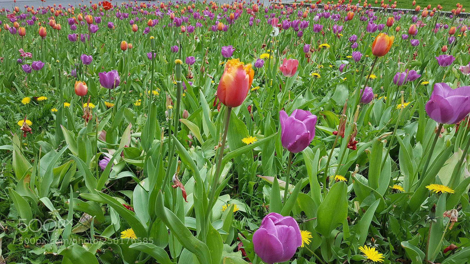 Samsung GALAXY S6 edge sample photo. Tulips photography