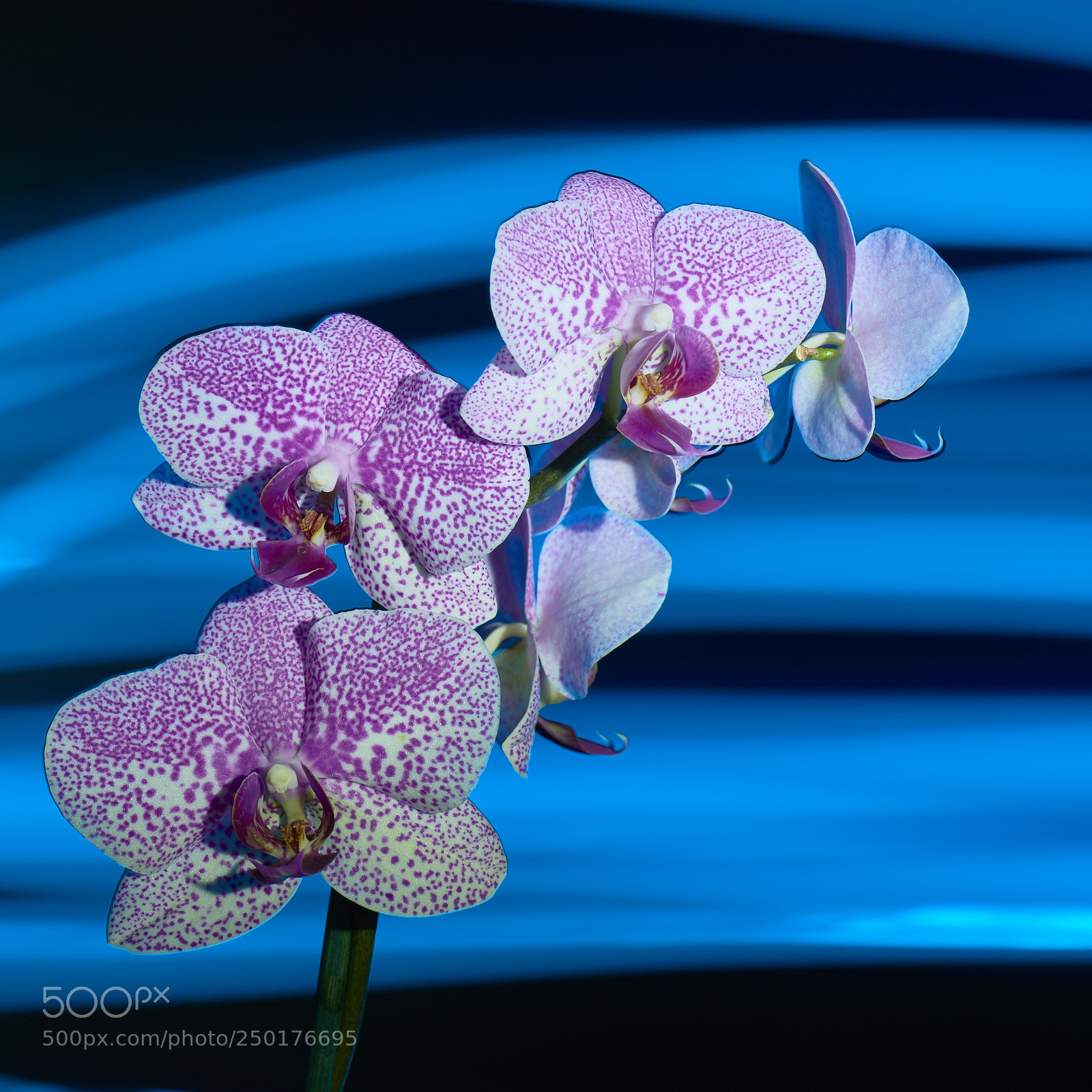 Nikon D810 sample photo. Orchids photography
