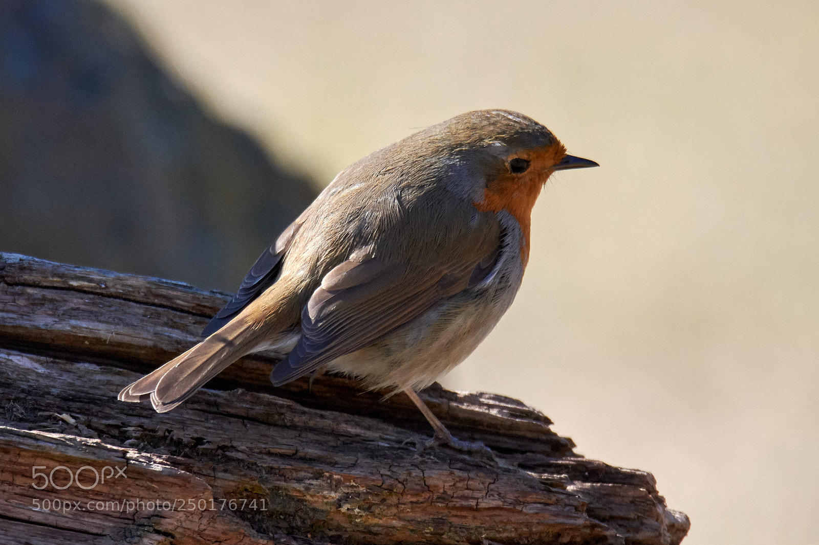Nikon D7200 sample photo. Little robin photography