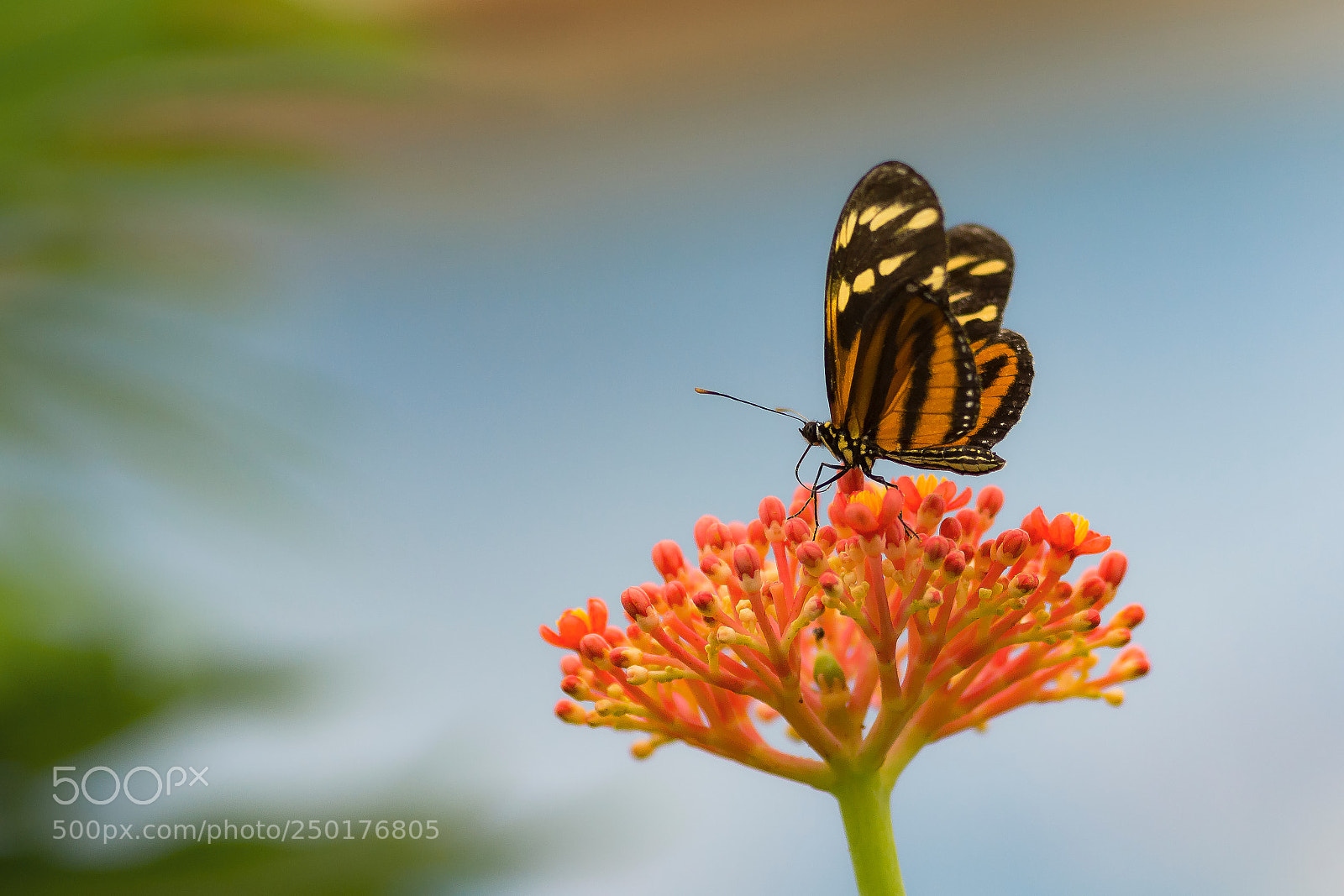 Sony SLT-A77 sample photo. Butterfly photography