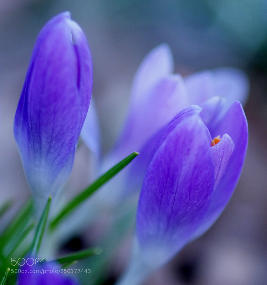 Pentax K-5 IIs sample photo. Crocus photography