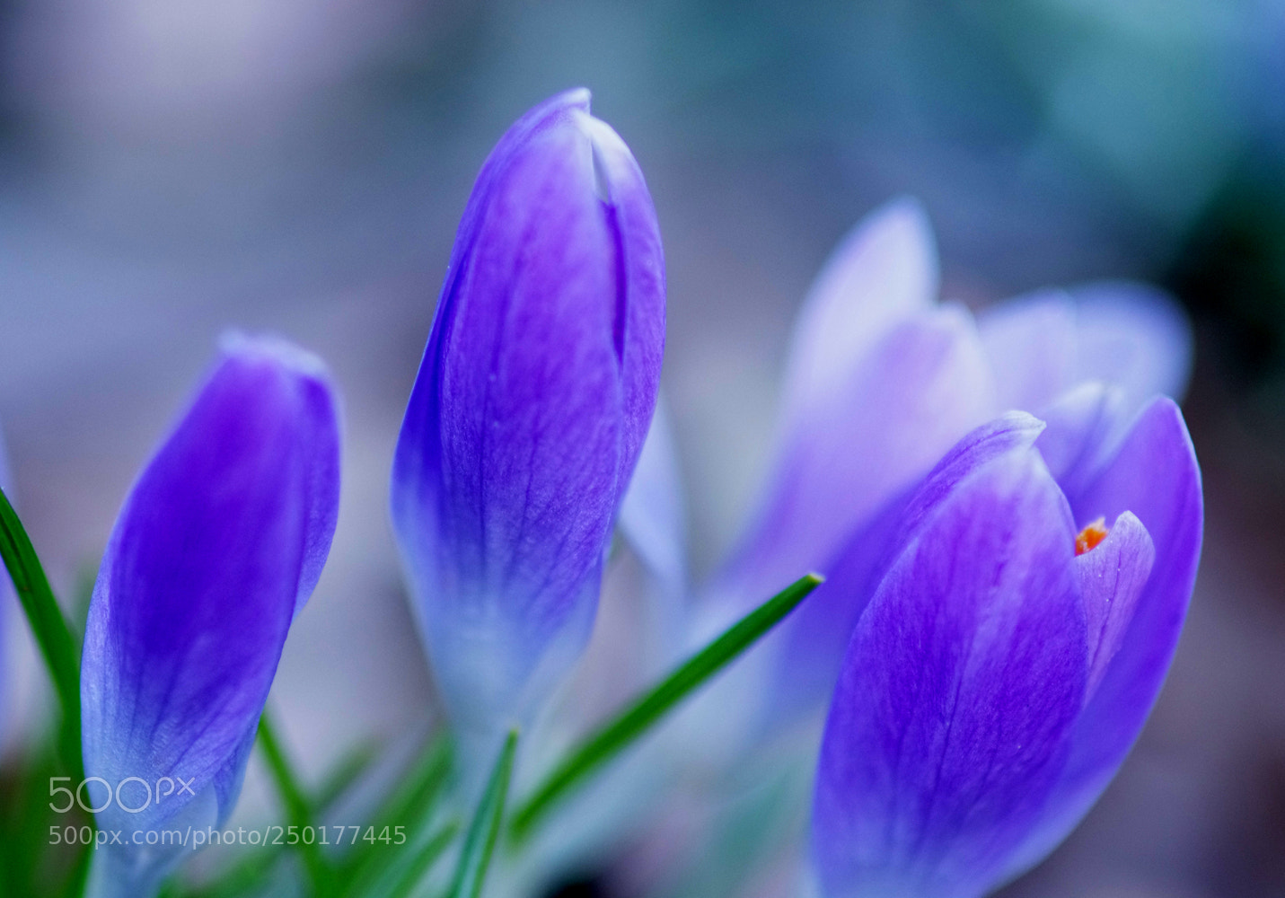 Pentax K-5 IIs sample photo. Crocus photography