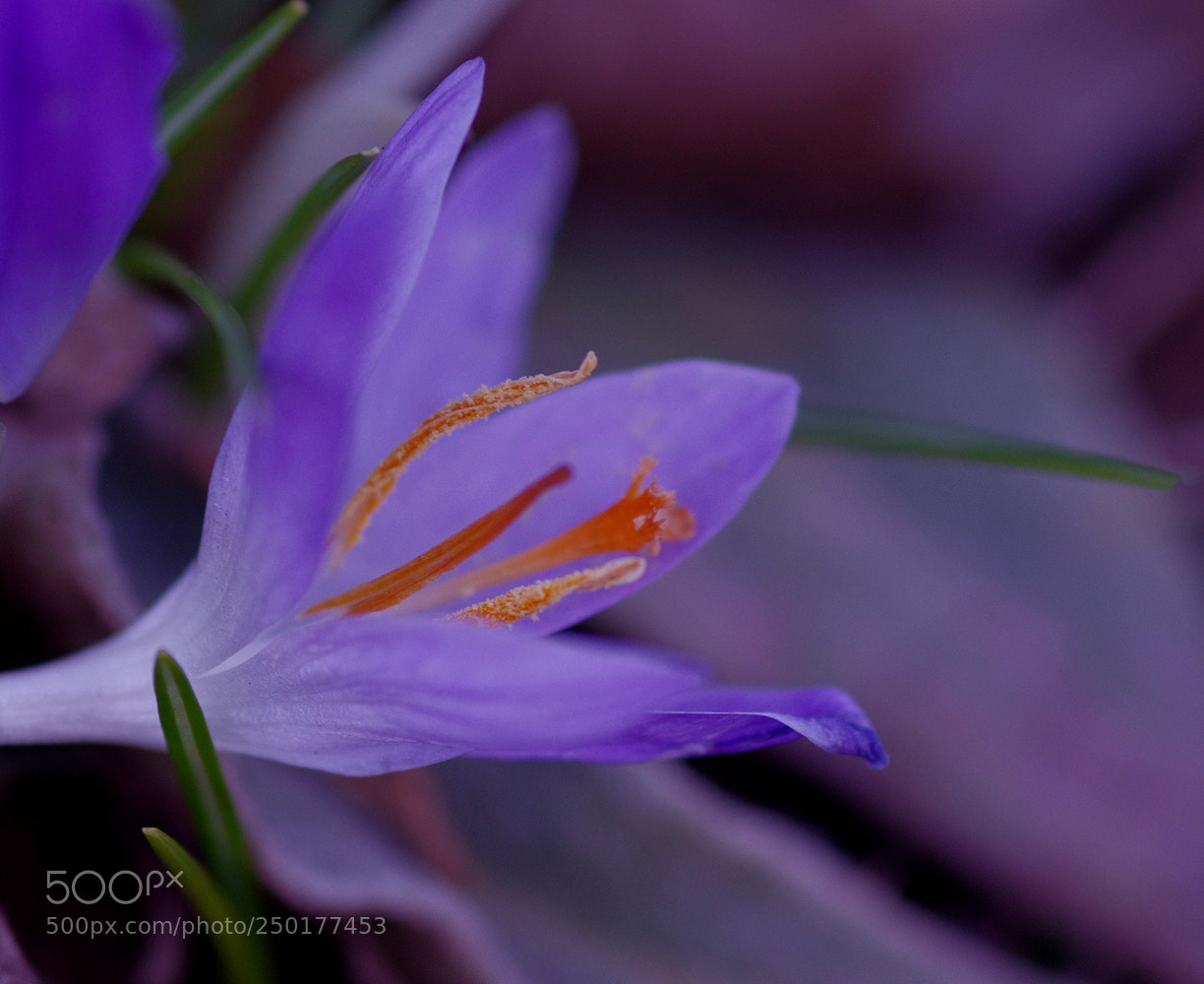 Pentax K-5 IIs sample photo. Crocus photography