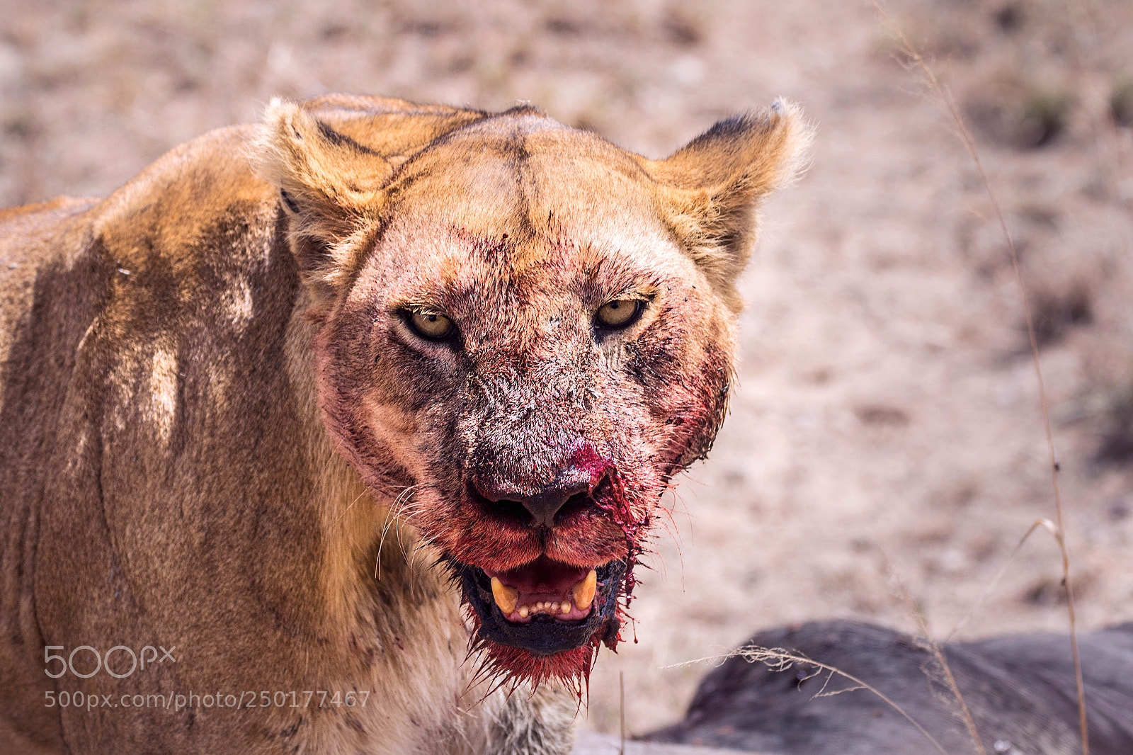 Canon EOS 7D Mark II sample photo. Bloody lion photography