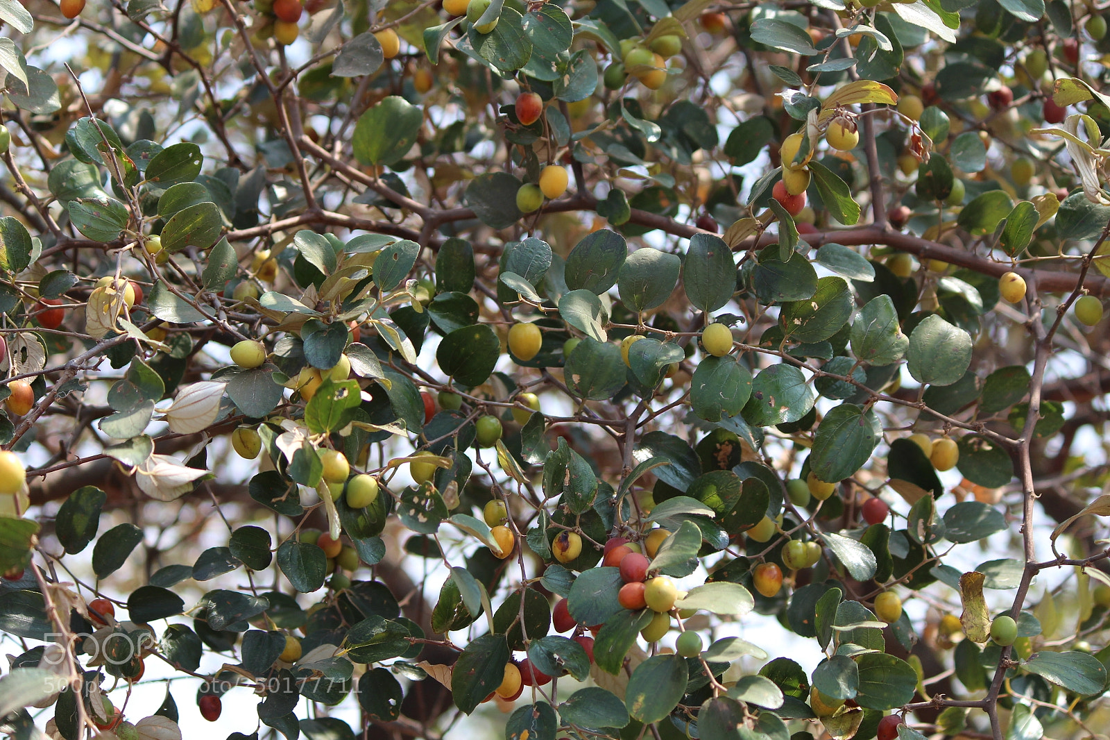 Canon EF-S 55-250mm F4-5.6 IS II sample photo. Shipra photography