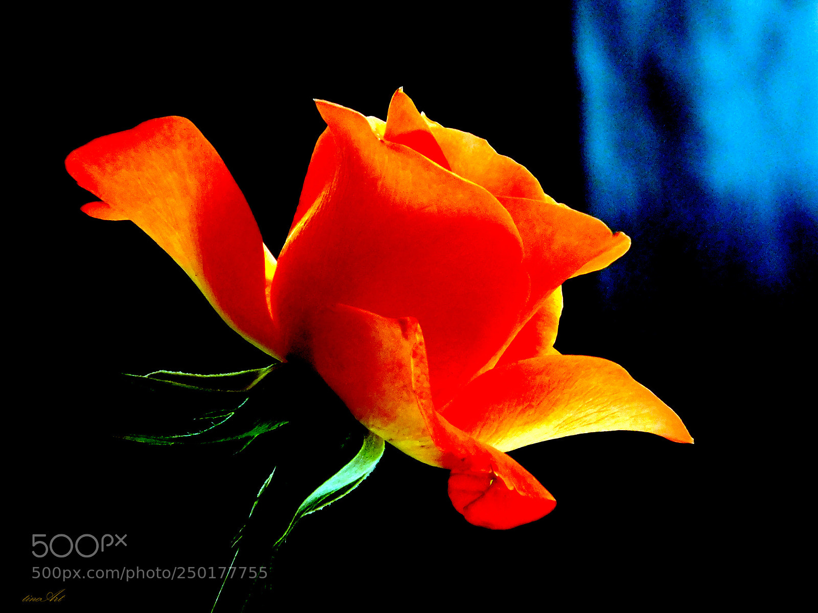 Nikon Coolpix L840 sample photo. Rose in the light photography