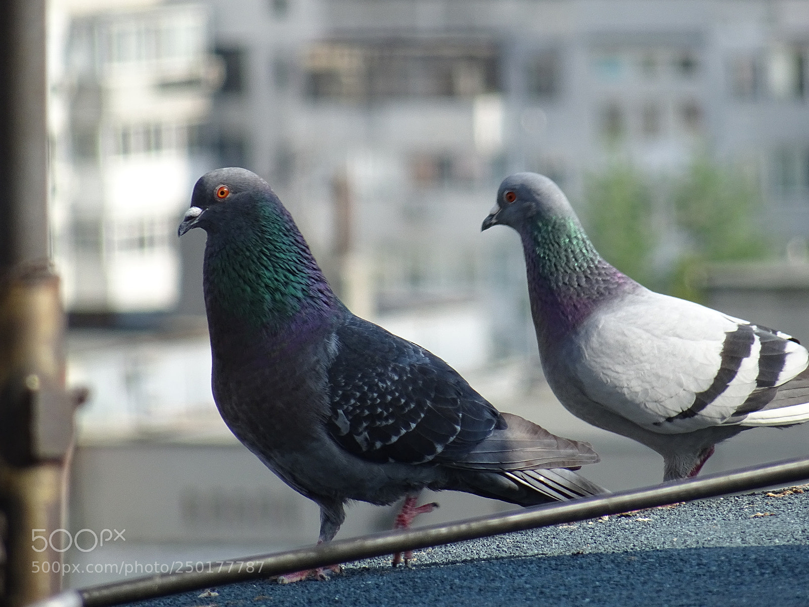 Sony DSC-HX60 sample photo. Birds photography