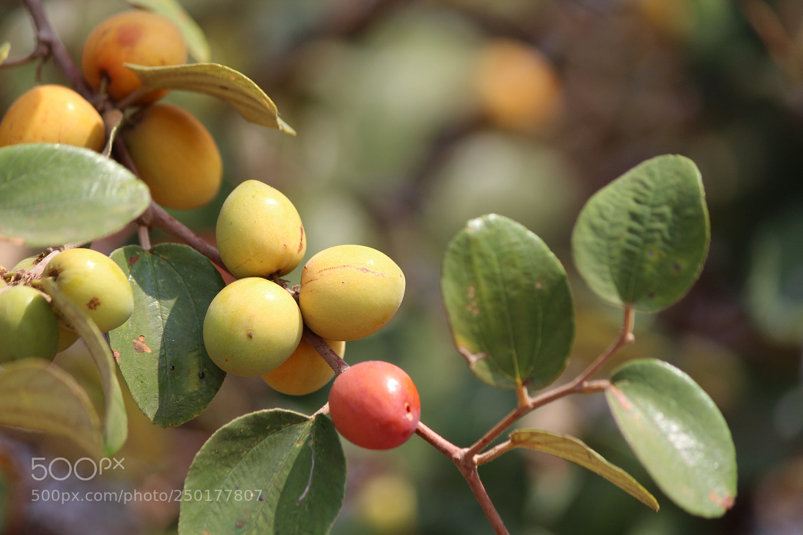 Canon EF-S 55-250mm F4-5.6 IS II sample photo. Shipra photography