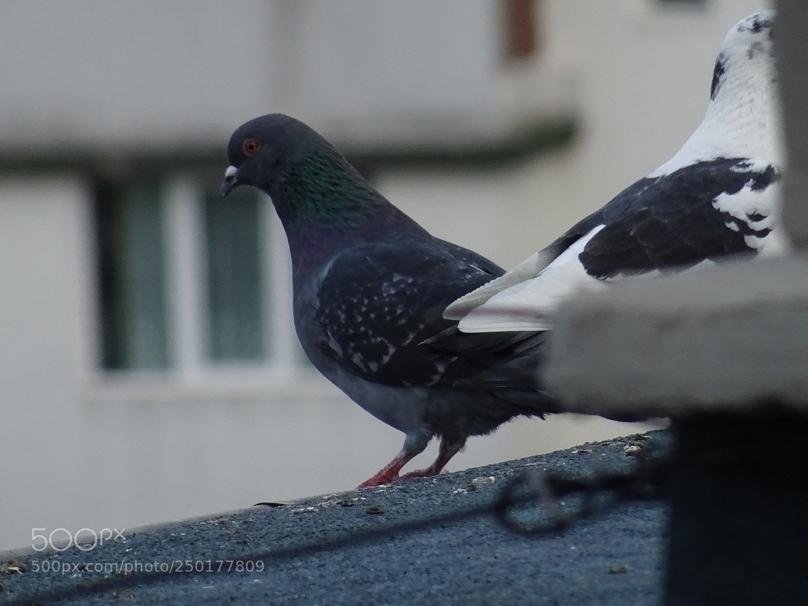 Sony DSC-HX60 sample photo. Birds photography
