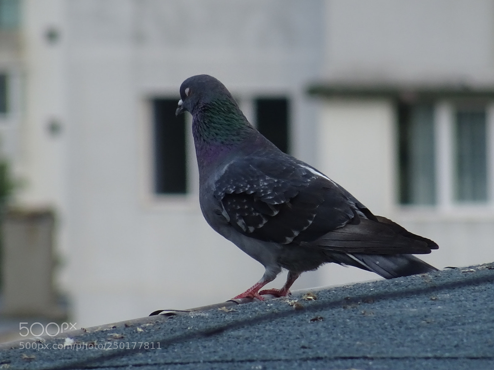 Sony DSC-HX60 sample photo. Birds photography