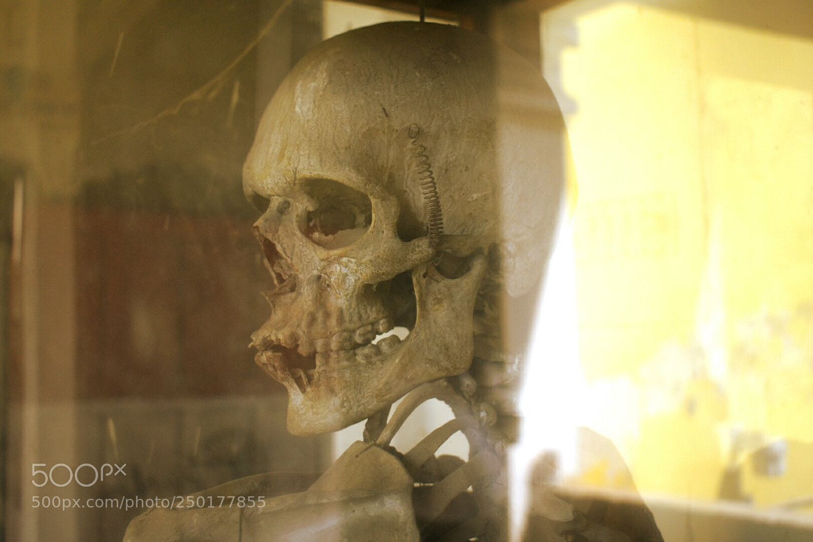 Nikon D3400 sample photo. Skull photography