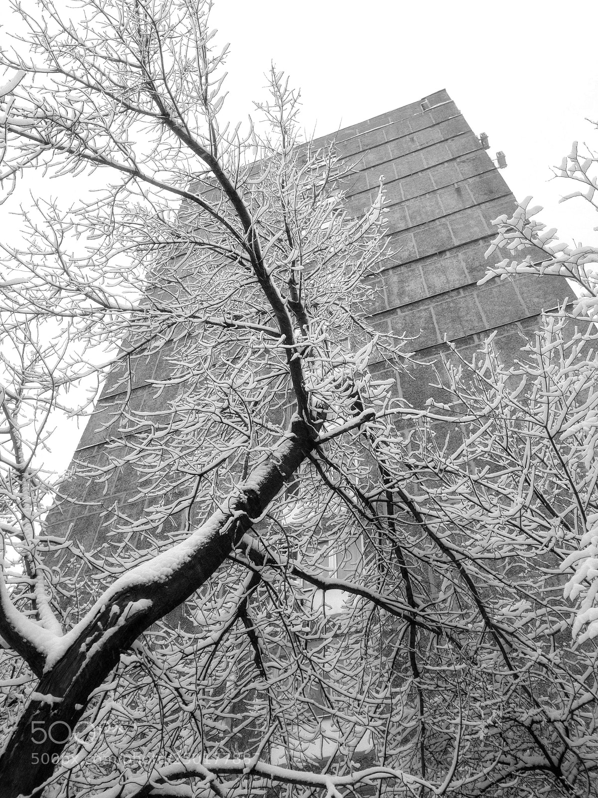 Apple iPhone 6s Plus sample photo. Snowy. iphonography photography