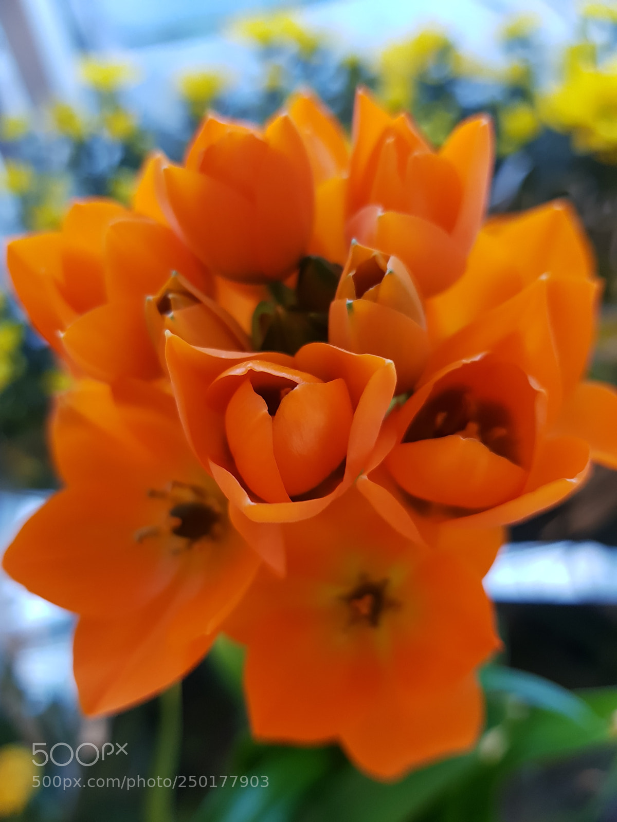 Samsung Galaxy S8 sample photo. Оrange flower photography
