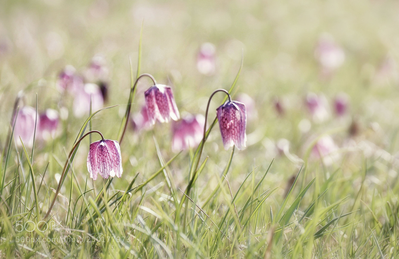 Nikon D3100 sample photo. Spring photography
