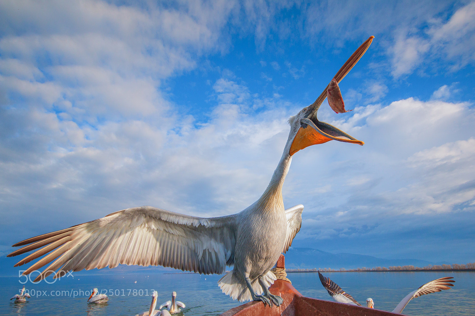 Canon EOS 70D sample photo. Dalmatian pelican - pelecanus photography