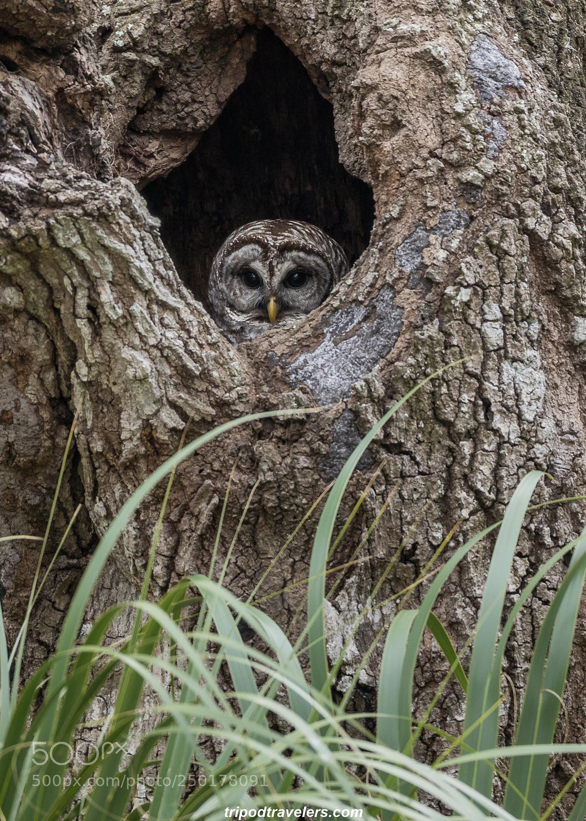 Canon EOS 7D Mark II sample photo. Barred owl photography