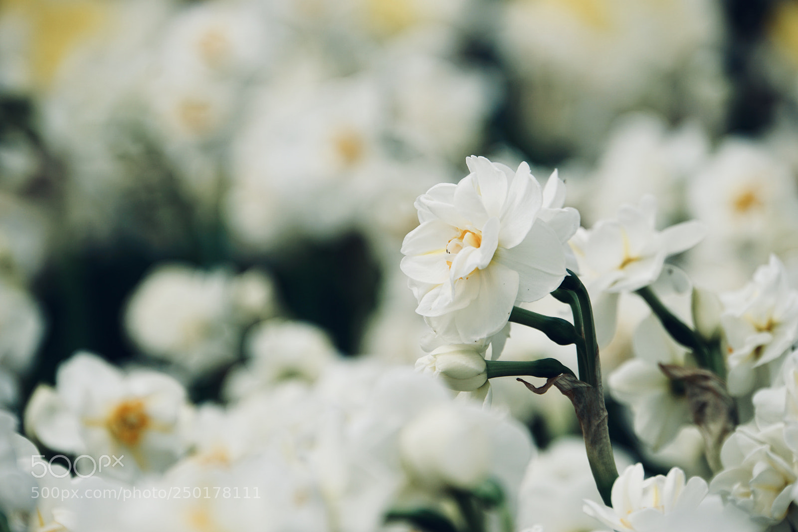 Sony a6000 sample photo. Fairy tale photography