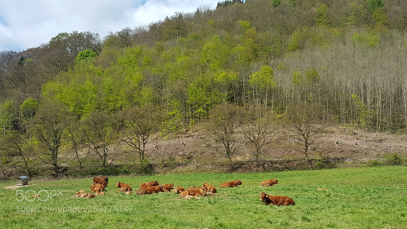 Samsung GALAXY S6 edge sample photo. Cows photography