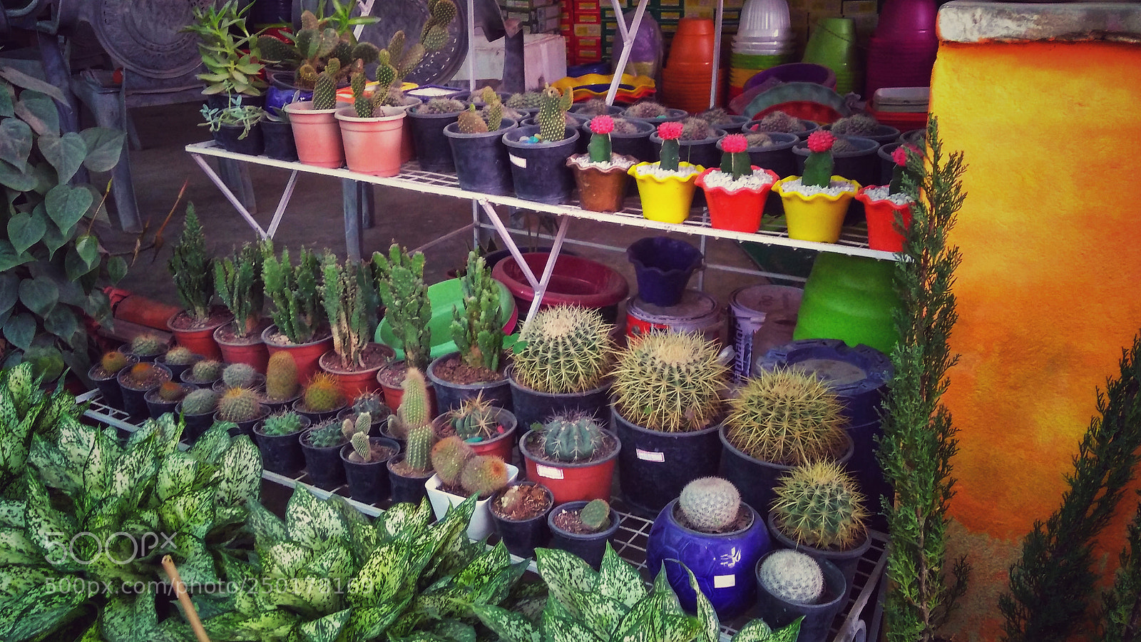 Motorola Moto G (5S) Plus sample photo. Mini garden... photography