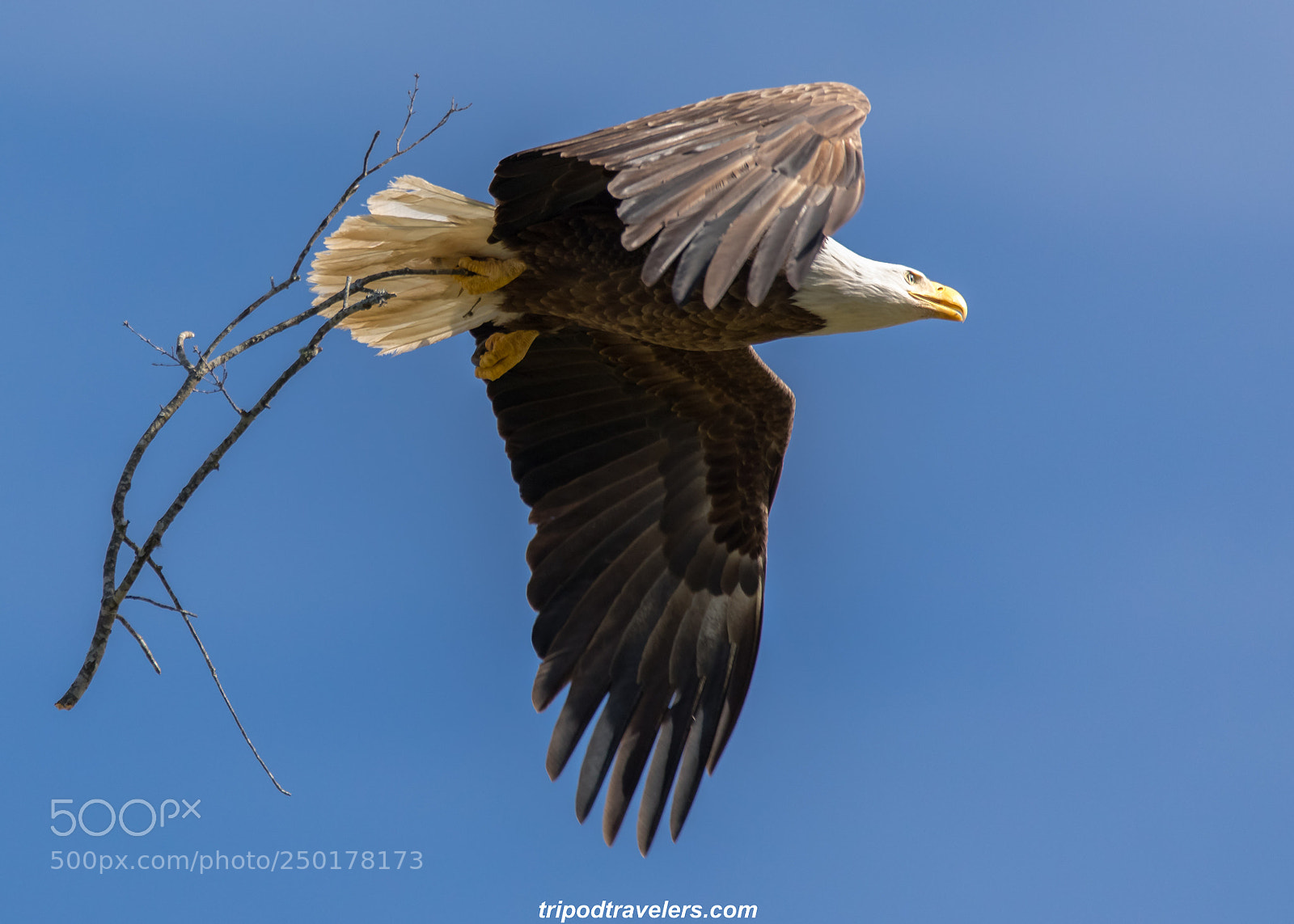 Canon EOS 5D Mark IV sample photo. Bald eagle photography