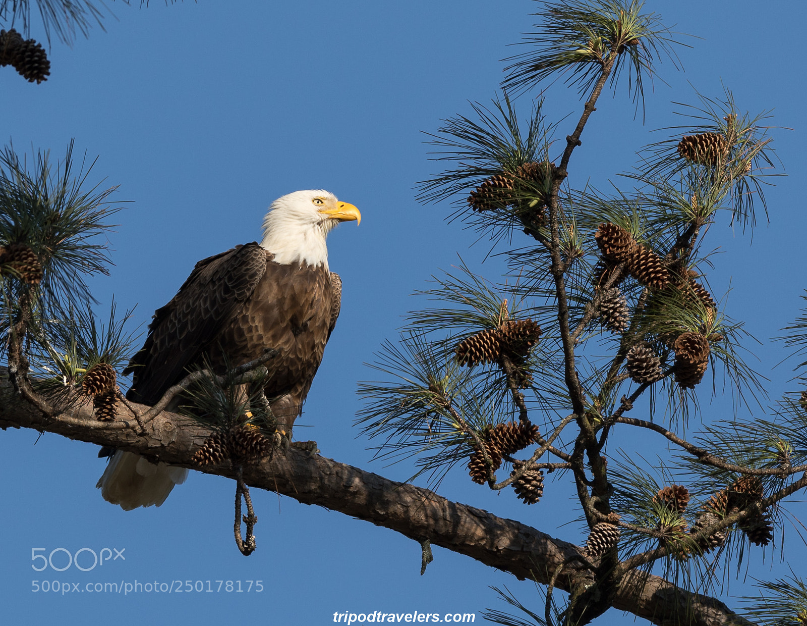 Canon EOS 5D Mark IV sample photo. Bald eagle photography