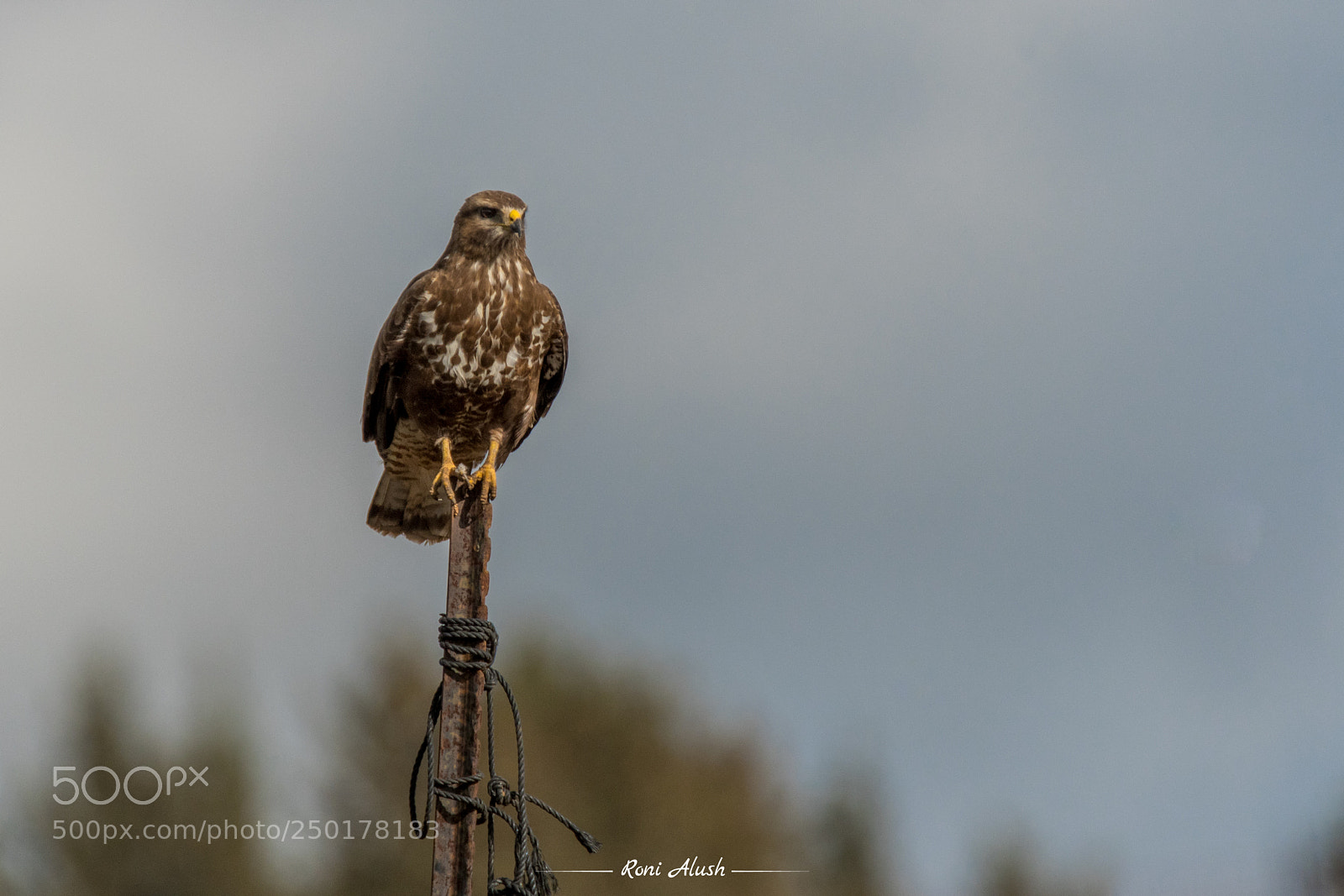 Nikon D500 sample photo. Observation - common buzzard photography