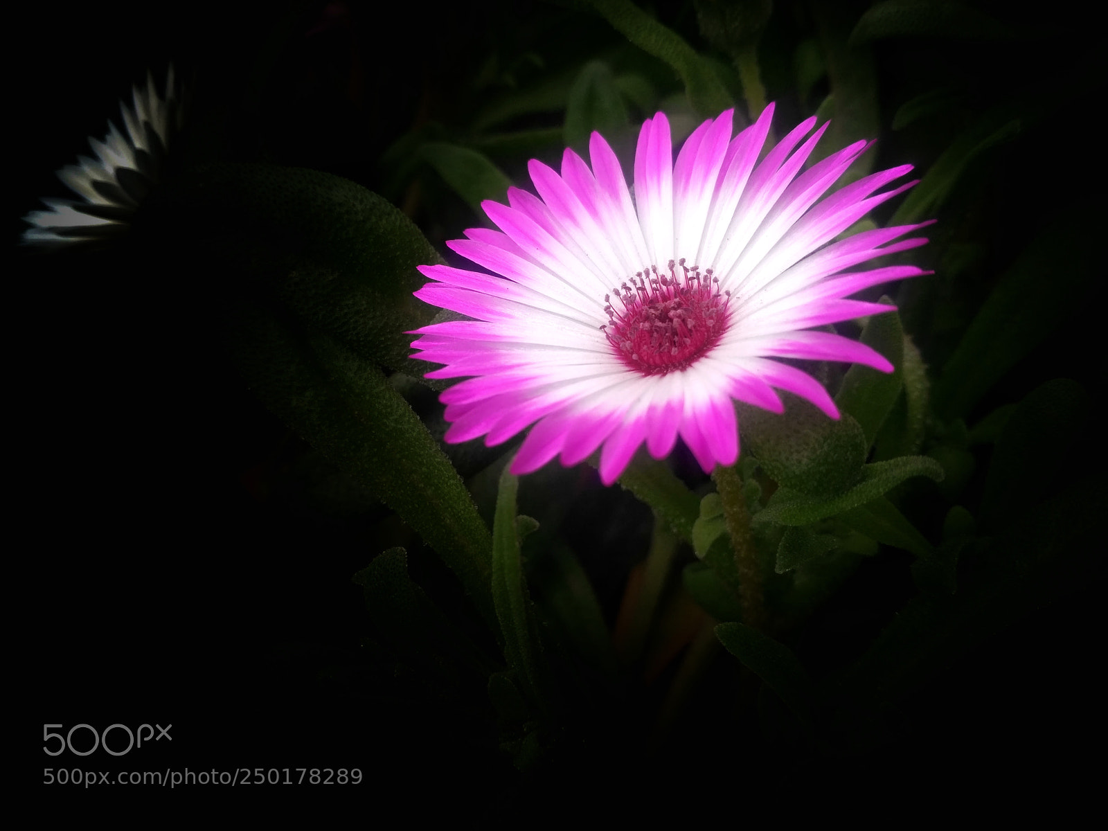 Xiaomi Redmi 3S sample photo. Flower photography