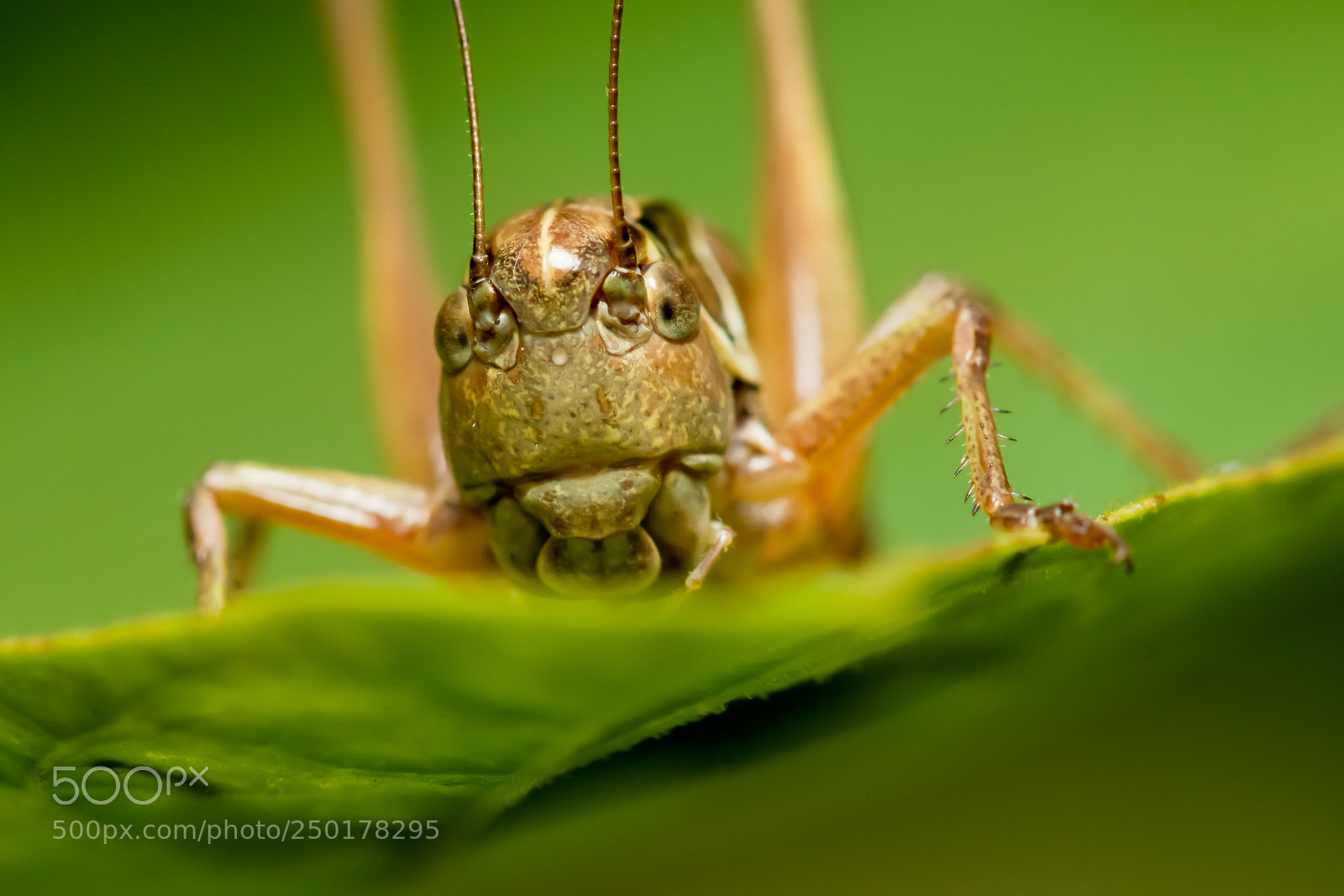 Sony SLT-A77 sample photo. Grasshoppers photography