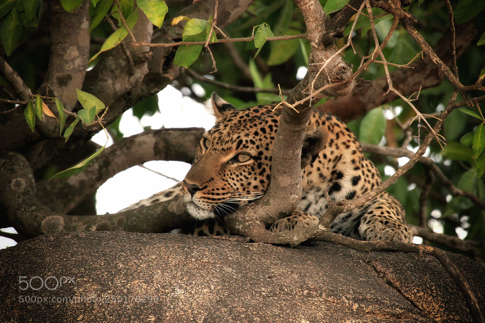 Canon EOS 7D sample photo. Serengeti leopard photography