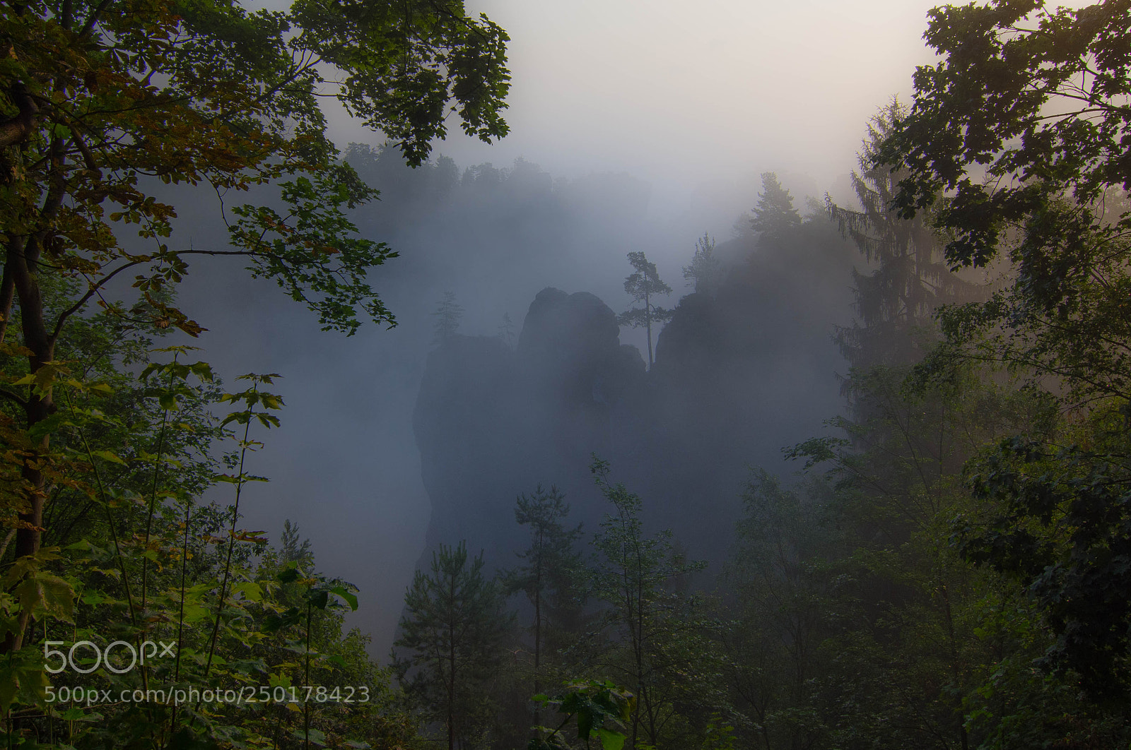 Nikon D7200 sample photo. Foggy morning photography