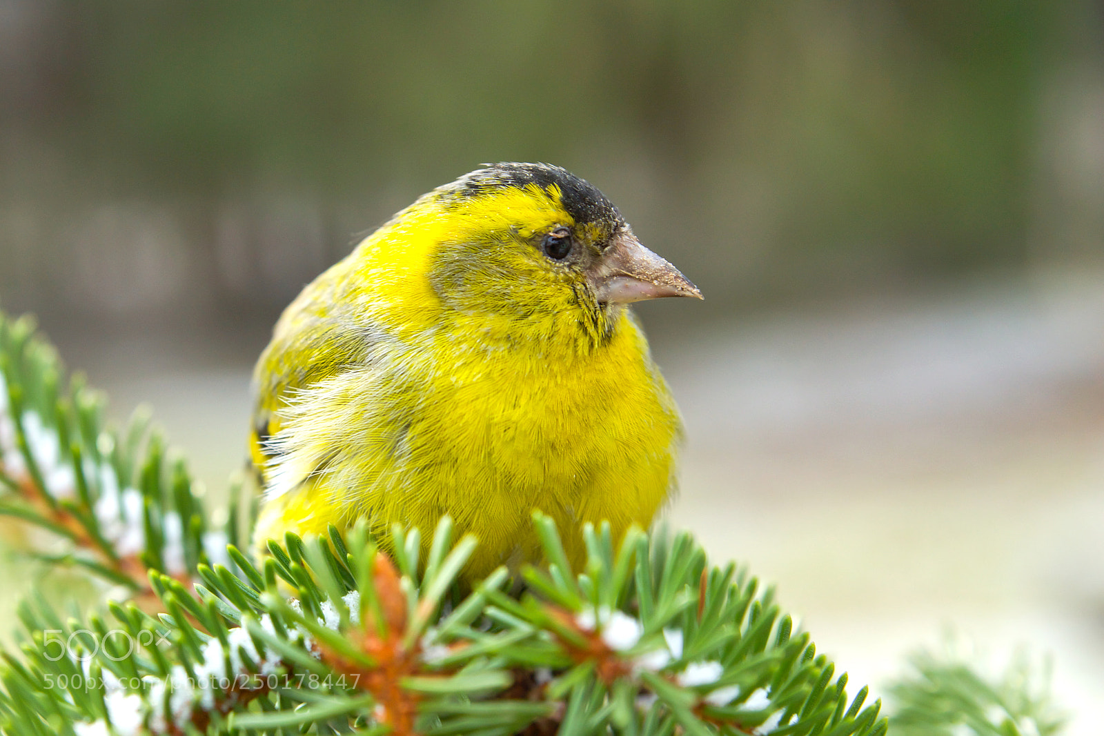 Sony SLT-A77 sample photo. Eurasian siskin (spinus spinus) photography