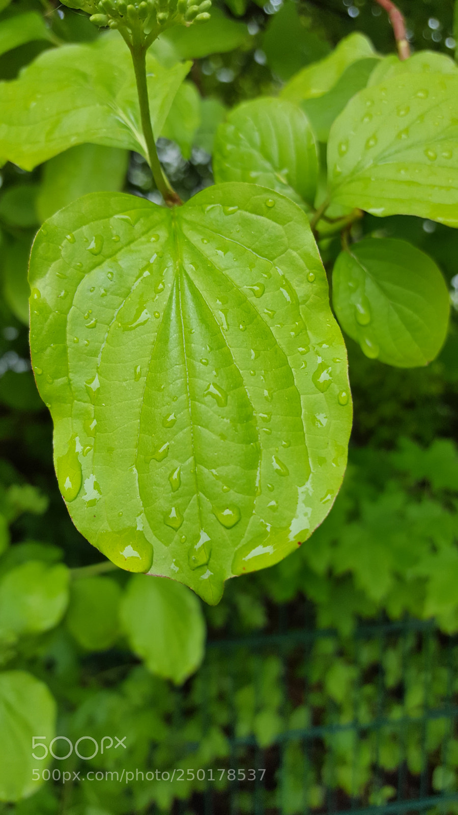 Samsung GALAXY S6 edge sample photo. Green leafs photography