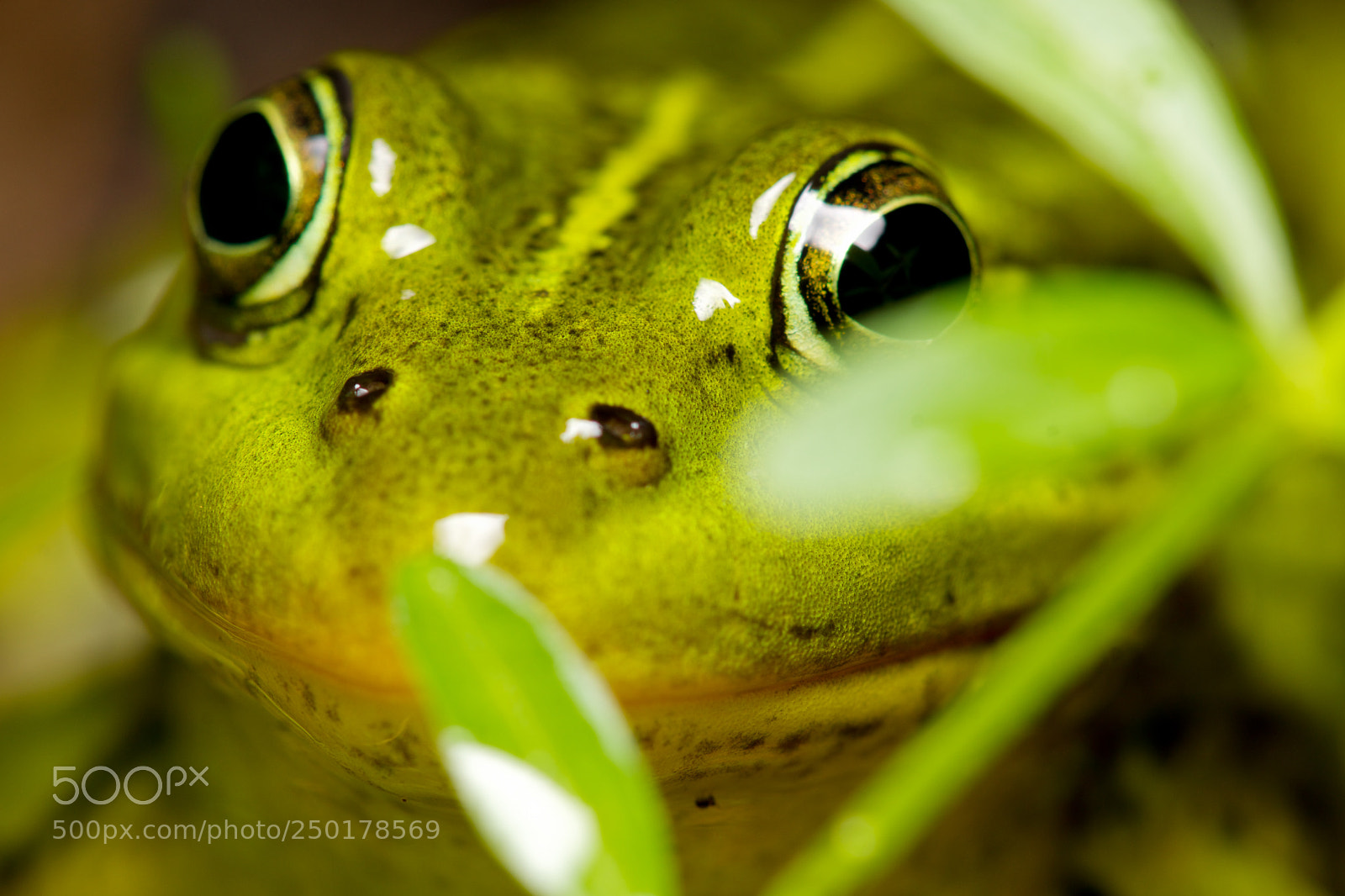 Sony SLT-A77 sample photo. Frog portrait. photography