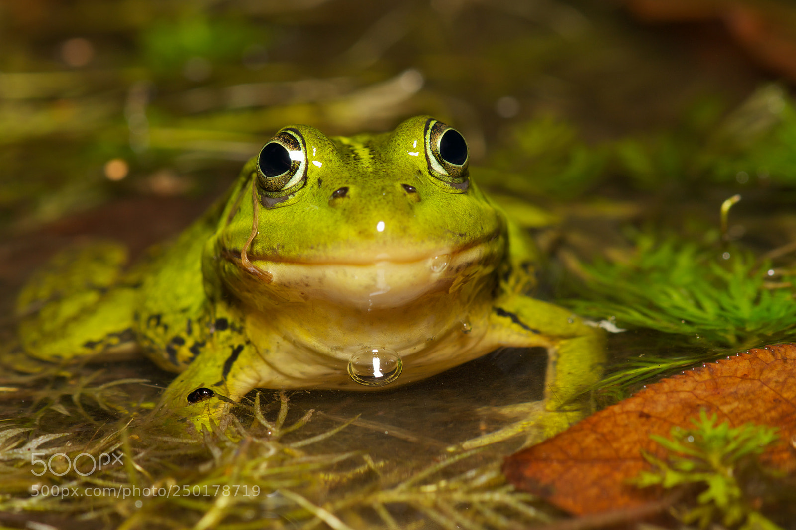 Sony SLT-A77 sample photo. Frog . photography