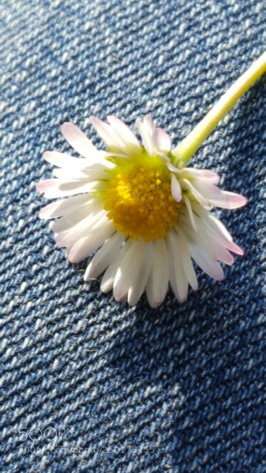 Samsung GALAXY S6 edge sample photo. Daisy photography