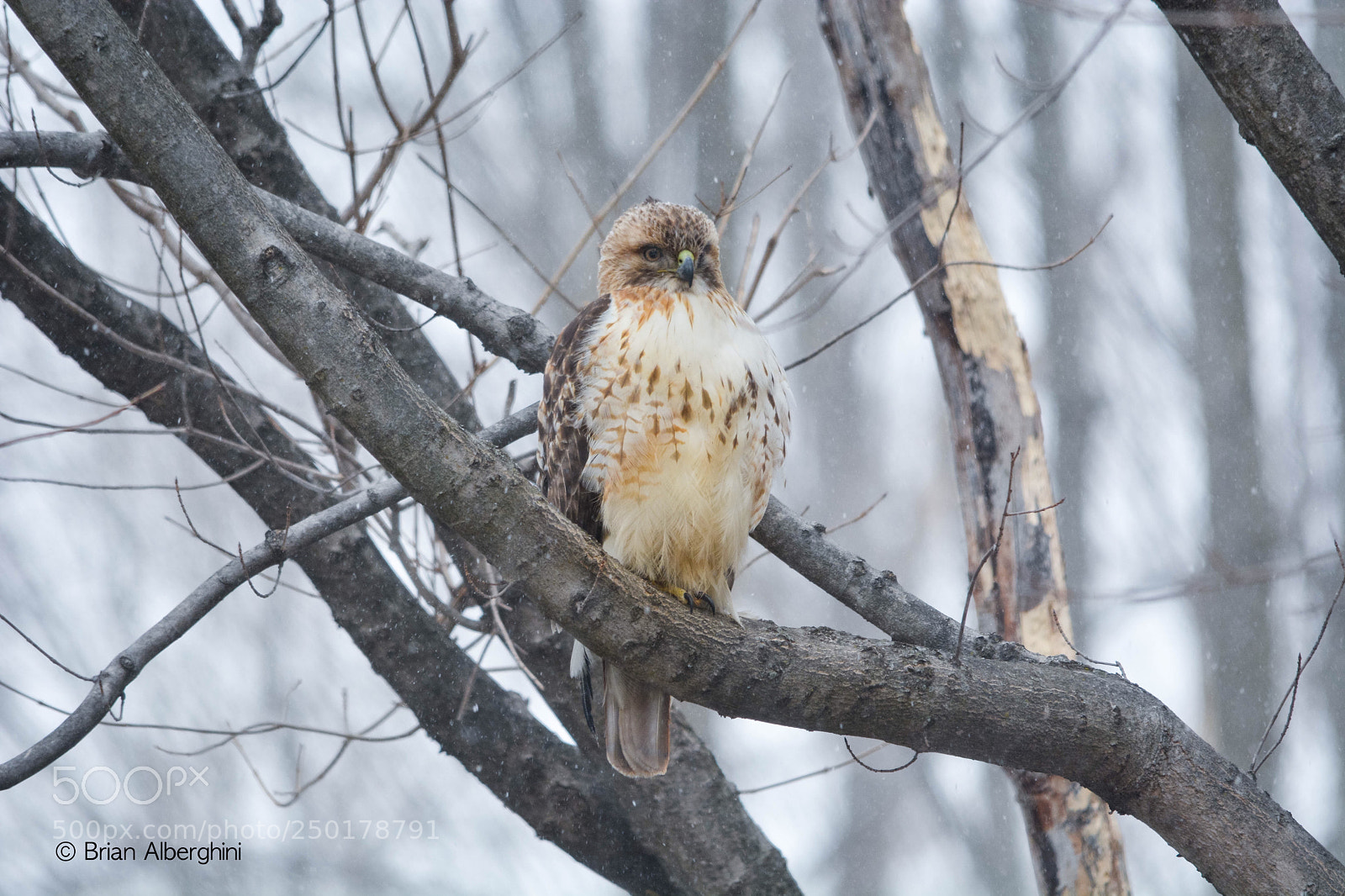 Nikon D7100 sample photo. Snowy red tail photography