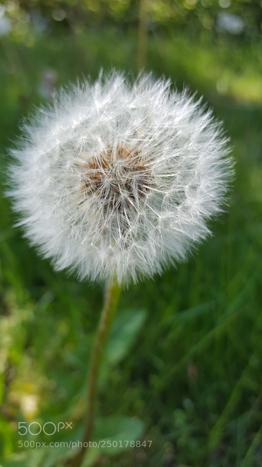 Samsung GALAXY S6 edge sample photo. Blow away photography