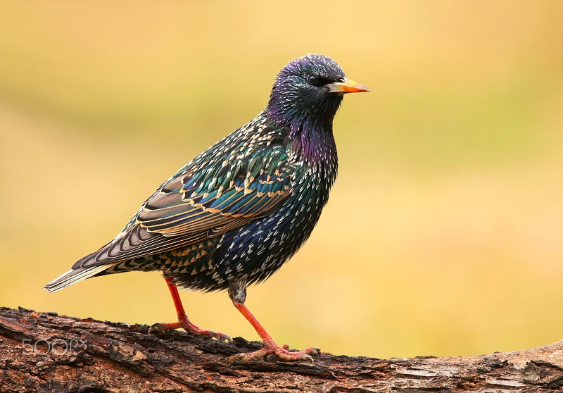 Canon EOS 7D + Canon EF 70-200mm F4L USM sample photo. Beautiful motley starling photography