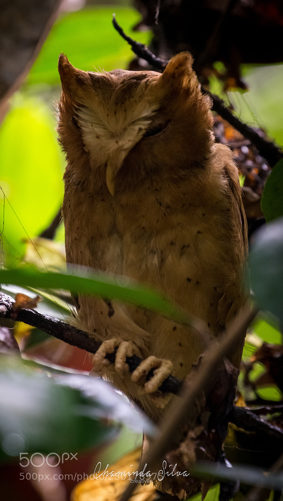 Canon EOS-1D X sample photo. Serendib scops-owl / පඩුවන් බස්සා (paduwan bassa) photography