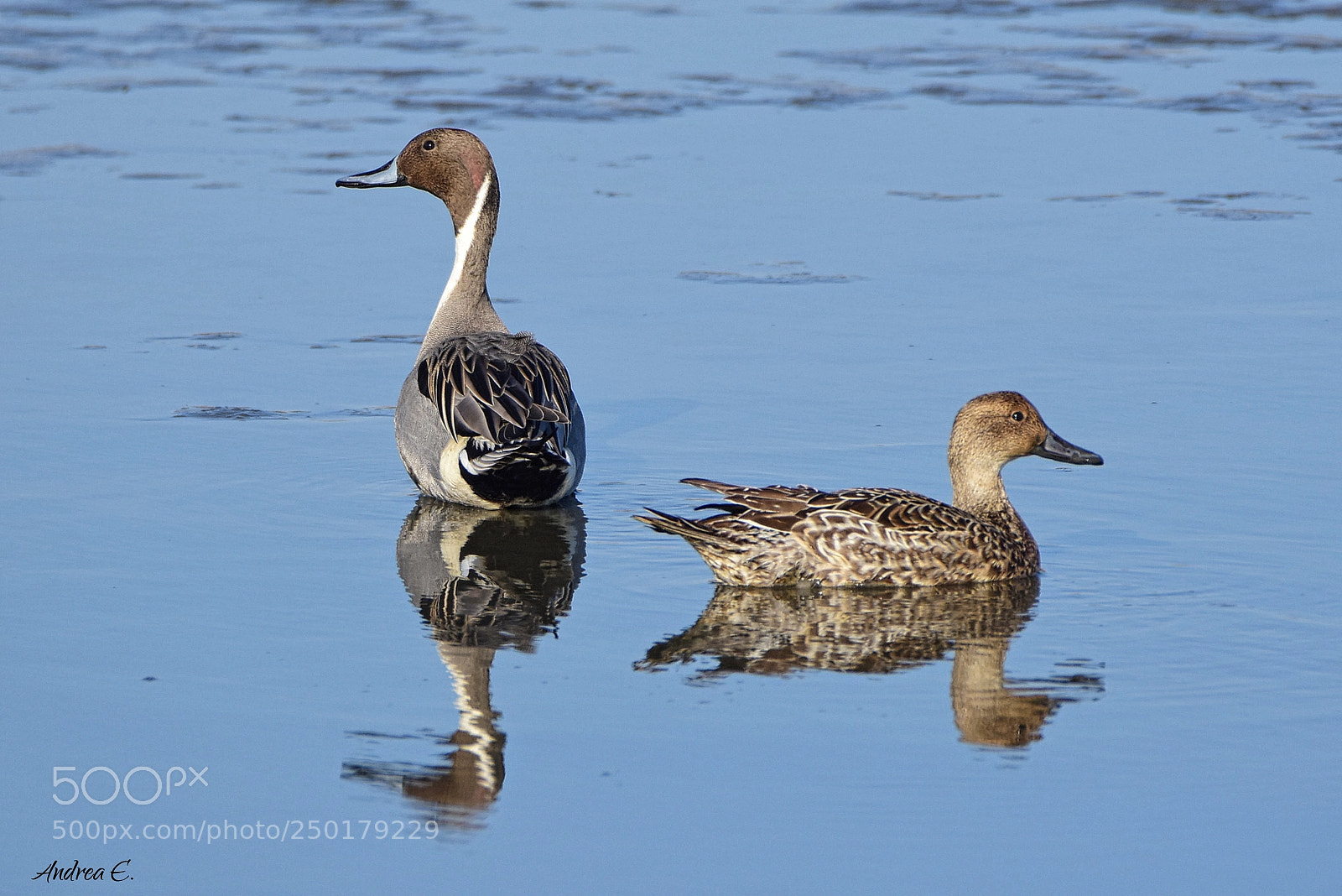 Nikon D7200 sample photo. Northern pintail couple <3 photography
