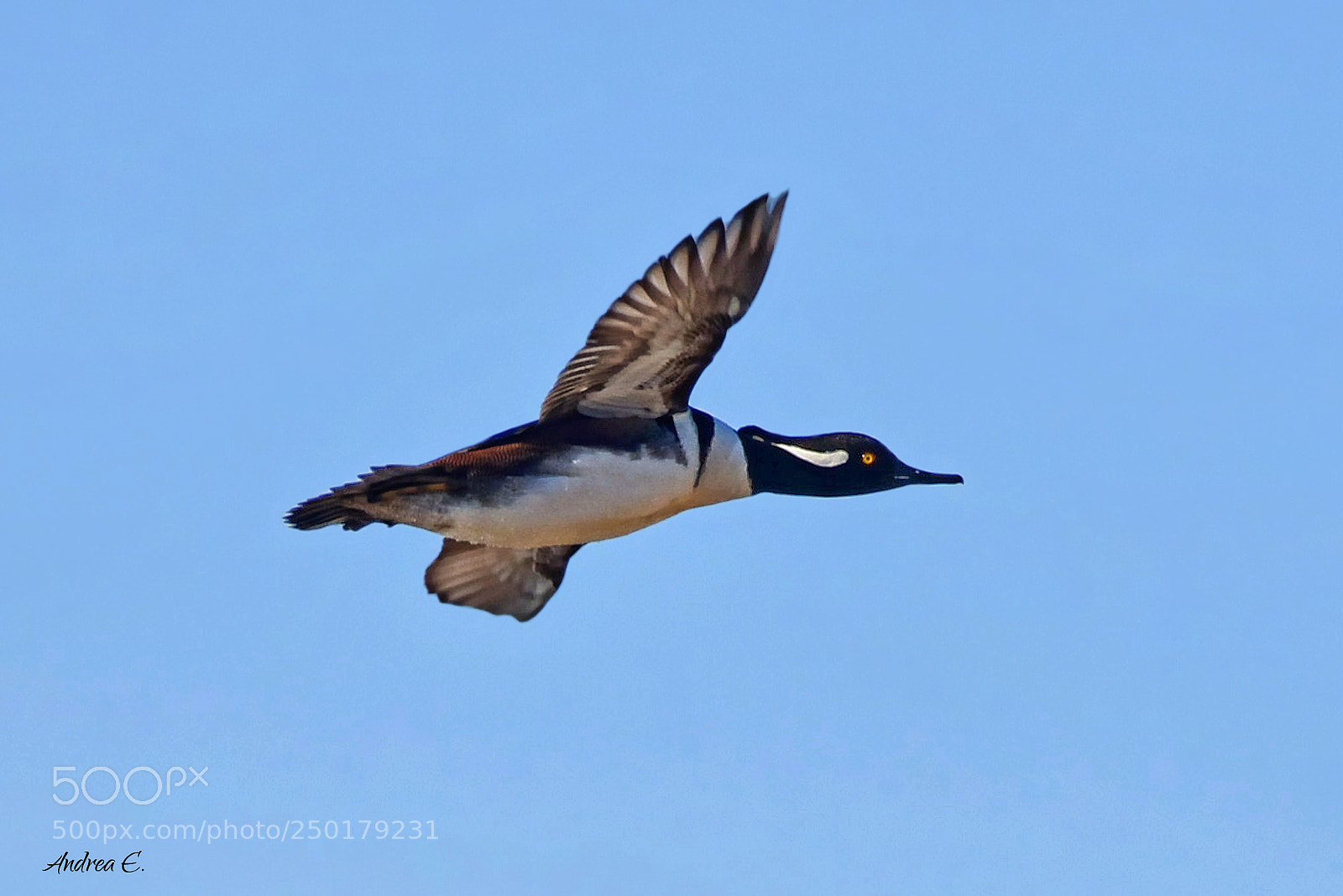 Nikon D7200 sample photo. Male hooded merganser photography