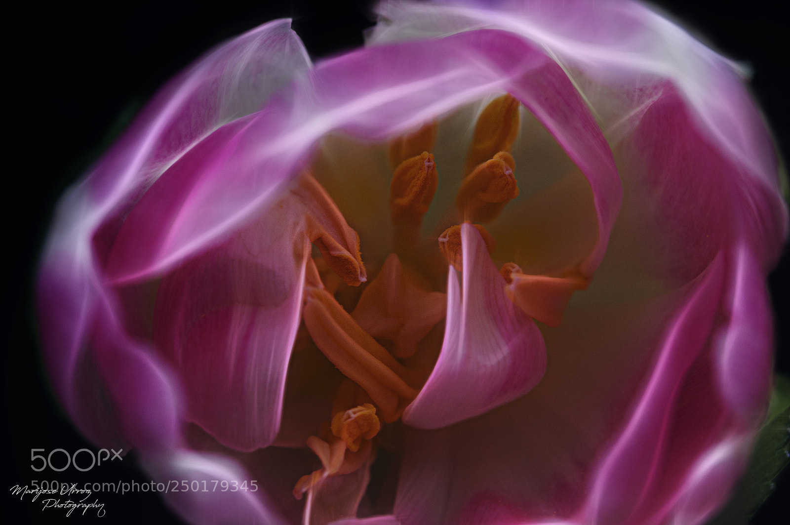 Nikon D300 sample photo. Flower photography
