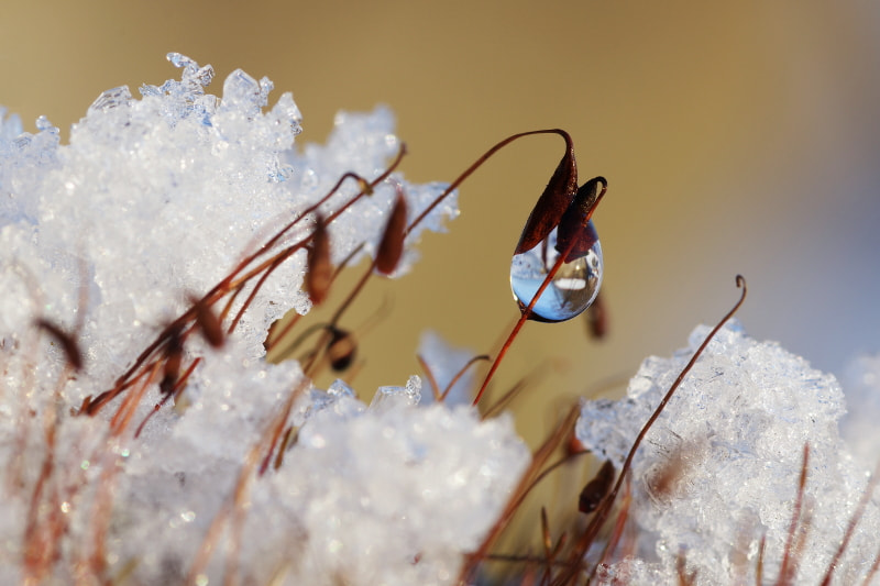 Pentax K-3 II sample photo. Drop photography